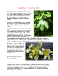 Sassafras, an Interesting Genus