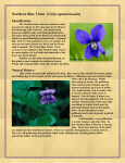 Northern Blue Violet (Viola septentrionalis)