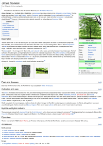 Ulmus thomasii - Wikipedia, the free encyclopedia
