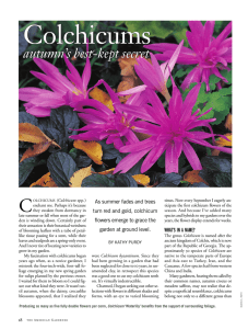 Colchicum article in American Gardener Oct 2007