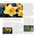 Beyond Daffodils - Quintessential Barrington