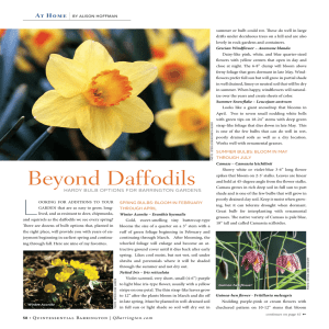 Beyond Daffodils - Quintessential Barrington