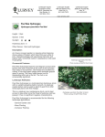 Pee Wee Hydrangea - Lurvey Landscape Supply