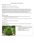 Plant Profiles - College of DuPage