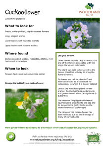 cuckooflower fact sheet