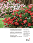 Begonia Dragon Wing