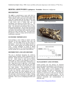 BERTHA ARMYWORM Lepidoptera: Noctuidae Mamestra