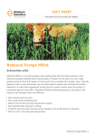 Rebound Forage Millet