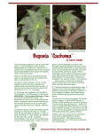 Begonia `Cachuma` - American Begonia Society