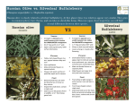 Russian Olive vs. Silverleaf Buffaloberry