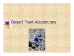 Desert Plant Adaptations