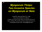 Myoporum Thrips in Hawaii