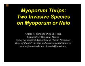 Myoporum Thrips in Hawaii