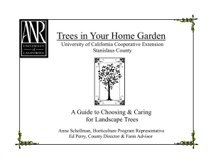 Trees in Your Home Garden - University of California Cooperative