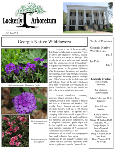 Georgia Native Wildflowers