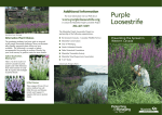 Loosestrife Brochure - Purple Loosestrife Project Manitoba