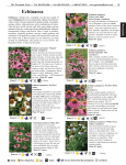 Echinacea - Perennial Farm