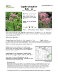 Eupatorium - Whats Native