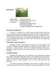 MALUNGGAY Scientific Name: Moringa oleifera Lamk Common