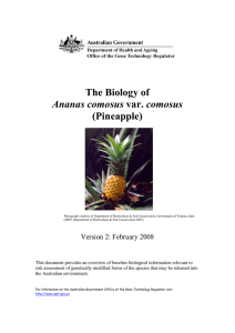 The Biology of Ananas comosus (Pineapple)
