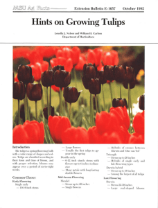 Hints on Growing Tulips - Michigan State University