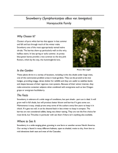 Snowberry - Washington Native Plant Society