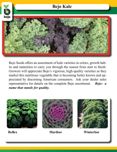 Bejo Kale - Bejo Seeds, Inc.