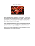 October Plant of the Month: Gaylussacia baccata(Wang) K. Kock