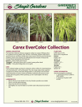 Carex EverColor Collection