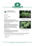 Limelight Hydrangea - Landsburg Landscape Nursery