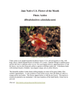 June Native U.S. Flower of the Month Flame Azalea (Rhododendron