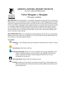 Velvet Mesquite or Mezquite