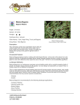Medora Begonia - Allisonville Nursery