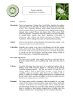 Backhousia citriodora - Herb Federation of New Zealand