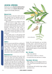 Acacia melanoxylon, A. decurrens - Cal-IPC