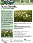 Scentless Chamomile - Saskatchewan Invasive Species Council