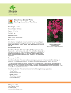 Grandiflorus Cheddar Pinks - Iowa City Landscaping Iowa City
