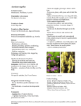 Aconitum napellus - Australian Weeds and Livestock
