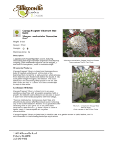 Cayuga Fragrant Viburnum (tree form)