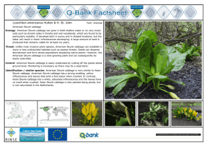 Lysichiton americanus factsheet - Q-bank