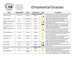 Ornamental Grasses - Arbor Farms Nursery