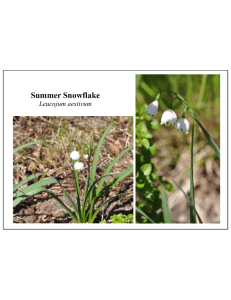 Summer Snowflake