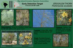 jerusalem thorn - Big Island Invasive Species Committee (BIISC)