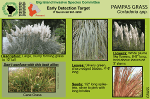 pampas grass - Big Island Invasive Species Committee (BIISC)