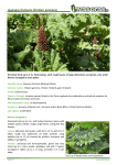 Gunnera tinctoria (Chilean gunnera)