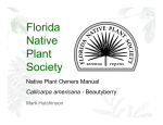 Callicarpa americana - Florida Native Plant Society