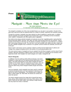 Marigolds-More than Meets the Eye