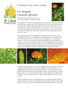 Calendula officinalis, Pot Marigold