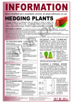 hedging plants - All-In