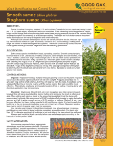 Smooth sumac (Rhus glabra) Staghorn sumac (Rhus typhina)